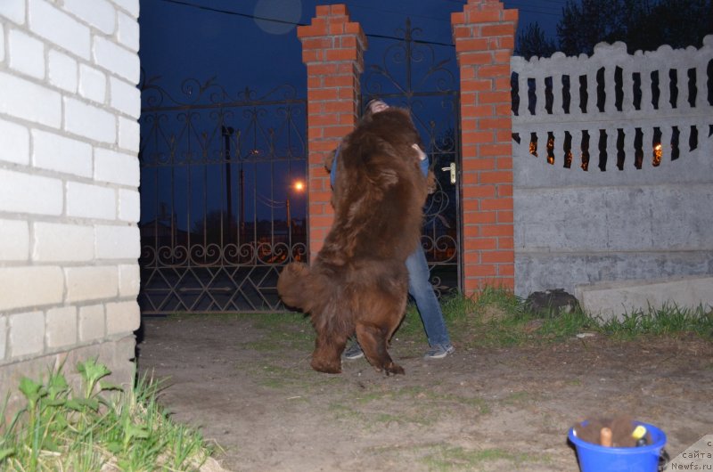 Фото: ньюфаундленд Анджело Орсо Альмира Афродита (Angelo Orso Allmira Afrodita)