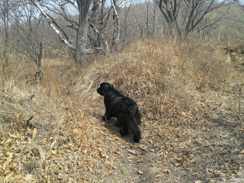 Фото: ньюфаундленд Супер Премиум Мерлин Монро