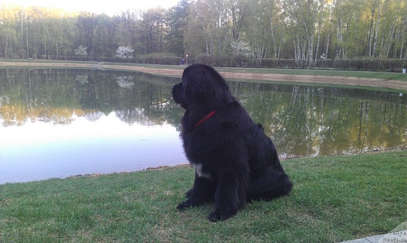 Фото: ньюфаундленд Сент Джонс Гвендолин Глориус Гарден