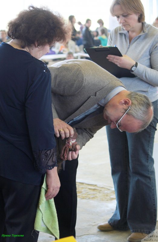 Фото: ньюфаундленд Чарли Де Бест Хелфи Пэл (Charli The Best Helfi Pel)