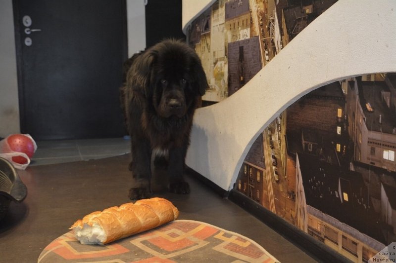 Фотография № 152165