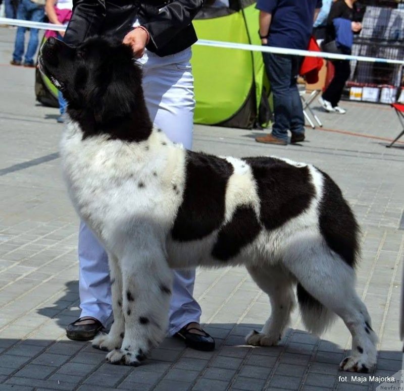 Фото: ньюфаундленд Черная Мафия Зебра Тиме (Chernaya Mafia Zebra Time)