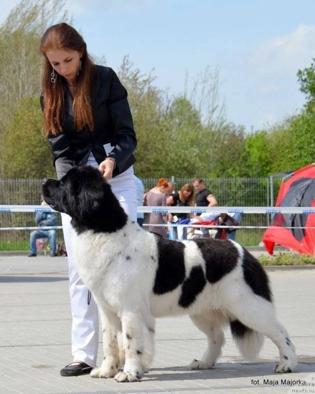 Фото: ньюфаундленд Черная Мафия Зебра Тиме (Chernaya Mafia Zebra Time)