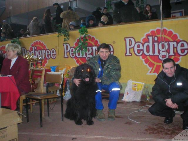 Фото: ньюфаундленд Чарлета Эль Зар