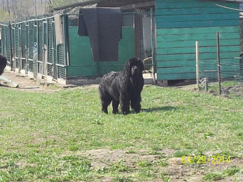 Фото: ньюфаундленд Супер Премиум Немессис