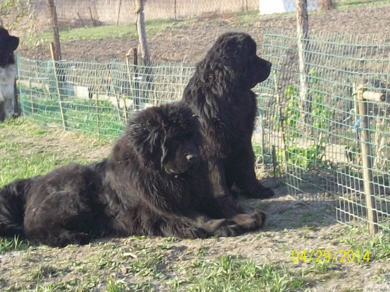 Фото: ньюфаундленд Супер Премиум Нао Дел Трато, ньюфаундленд Супер Премиум Немессис