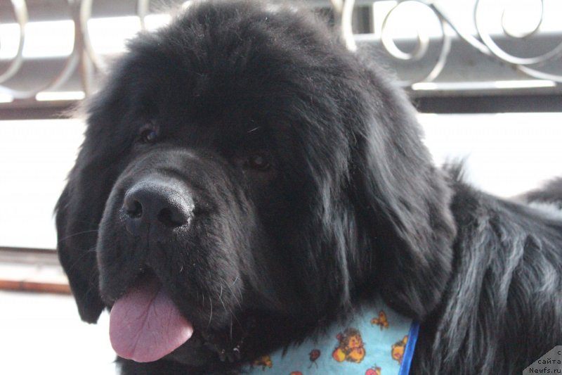 Фотография № 152174