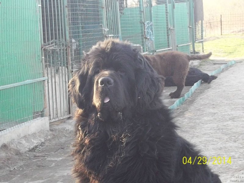 Фото: ньюфаундленд Супер Премиум Линиэль Дайлиррин (Super Premium Liniel Daylirring)