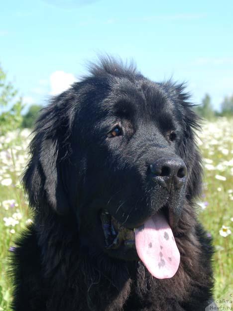 Фото: ньюфаундленд Сент Джонс Орфей