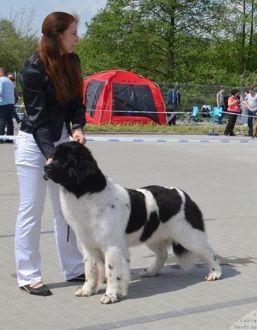 Фото: ньюфаундленд Черная Мафия Зебра Тиме (Chernaya Mafia Zebra Time)