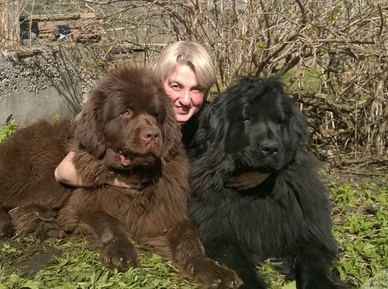 Фото: ньюфаундленд Фанньюф Желанная Мадмуазель Шанте Блюз, Ольга Браславская, ньюфаундленд Фанньюф Улетная Девчонка (Funnewf Uletnaya Devchenka)