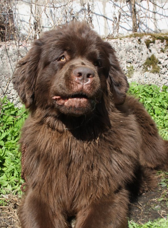 Фото: ньюфаундленд Фанньюф Желанная Мадмуазель Шанте Блюз