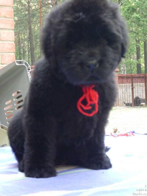 Фото: ньюфаундленд Супер Премиум Голд Кисс (Super Premium Gold Kis)