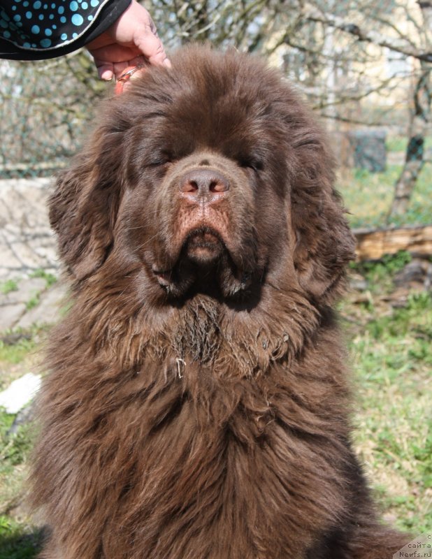 Фото: ньюфаундленд Фанньюф Желанная Мадмуазель Шанте Блюз