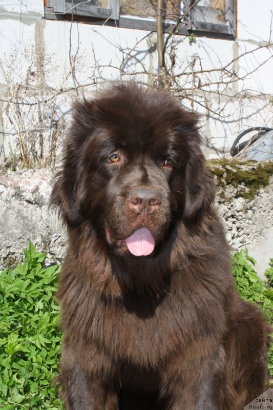 Фото: ньюфаундленд Фанньюф Же Тем Мон Ами Фиона