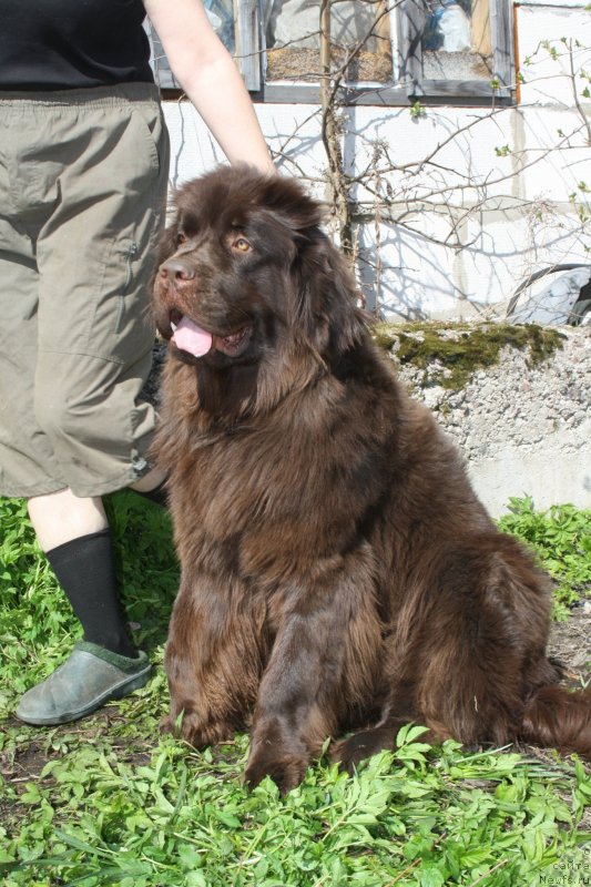 Фото: ньюфаундленд Фанньюф Же Тем Мон Ами Фиона