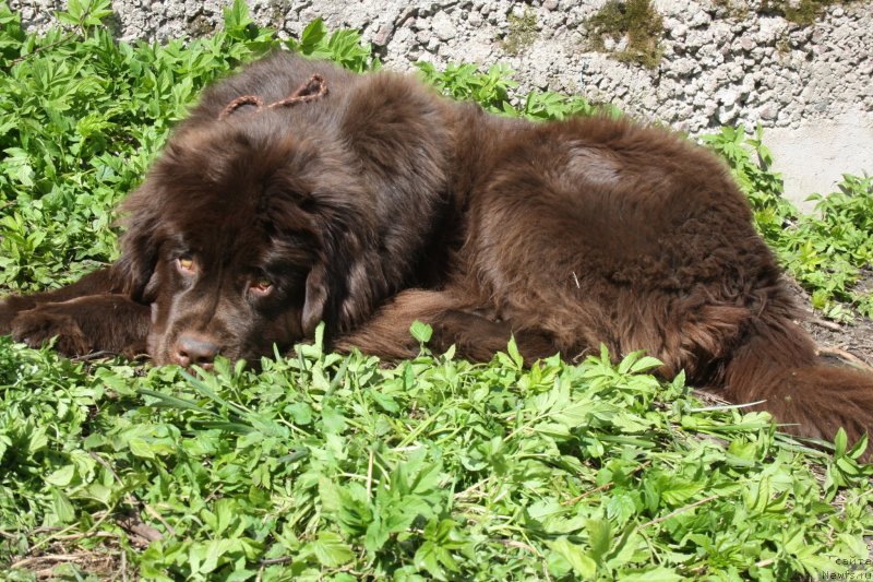 Фото: ньюфаундленд Фанньюф Же Тем Мон Ами Фиона