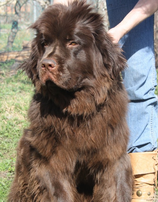 Фото: ньюфаундленд Фанньюф Же Тем Мон Ами Фиона