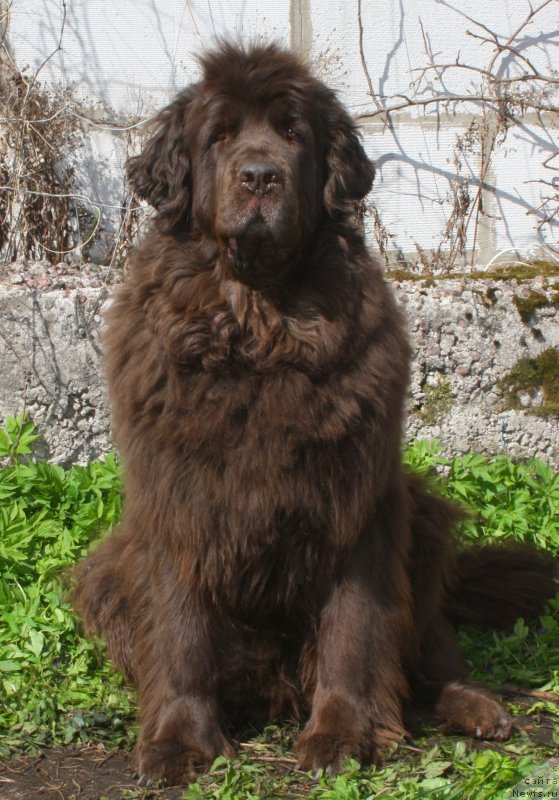 Фото: ньюфаундленд Фанньюф Госпожа Удача (Funnewf Gospozha Udacha)