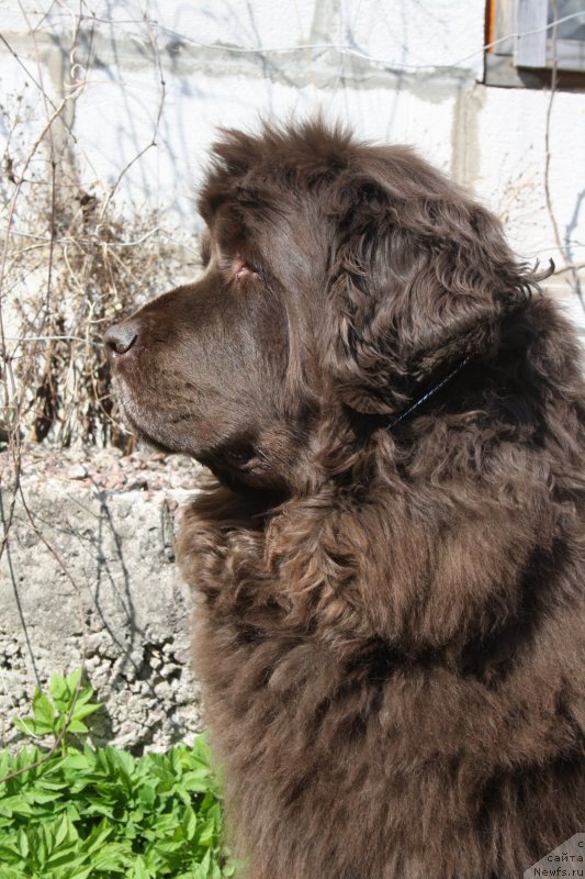 Фото: ньюфаундленд Фанньюф Госпожа Удача (Funnewf Gospozha Udacha)