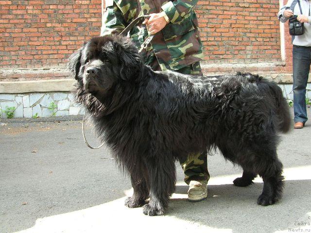 Фото: ньюфаундленд Данила Мастер из Тихого Омута