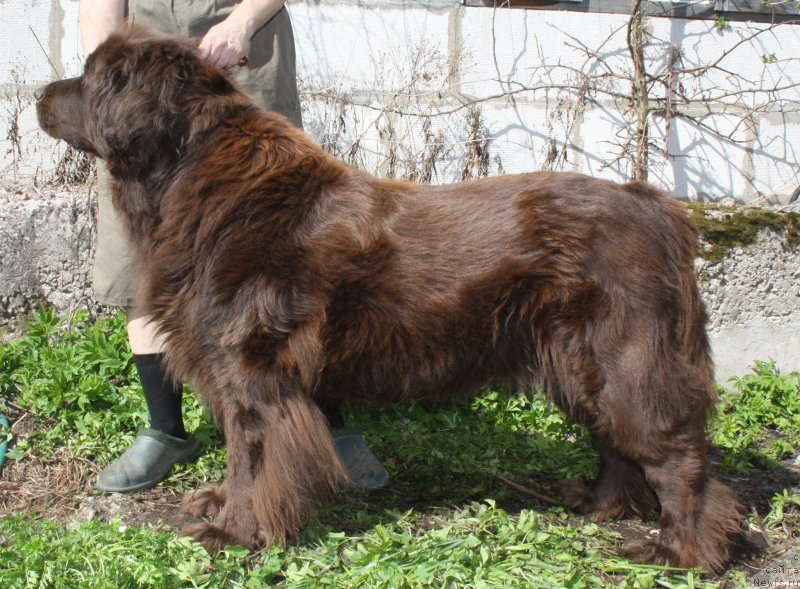 Фото: ньюфаундленд Смигар Ришель Леди Фортуна (Smigar Rishel Lady Fortuna)