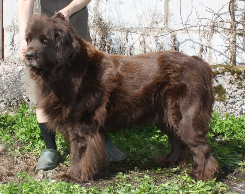 Фото: ньюфаундленд Смигар Ришель Леди Фортуна (Smigar Rishel Lady Fortuna)