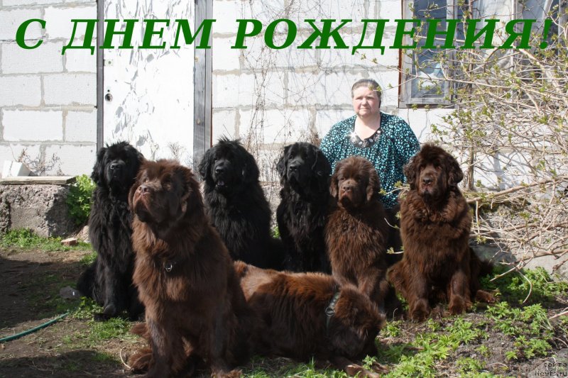 Фото: Наталья Малинина, ньюфаундленд Фанньюф Тинкербель Сказочная Принцесса, ньюфаундленд Фанньюф Улетная Девчонка (Funnewf Uletnaya Devchenka), ньюфаундленд Фанньюф Терра Инкогнита, ньюфаундленд Фанньюф Желанная Мадмуазель Шанте Блюз, ньюфаундленд Фанньюф Госпожа Удача (Funnewf Gospozha Udacha), ньюфаундленд Фанньюф Же Тем Мон Ами Фиона, ньюфаундленд Смигар Ришель Леди Фортуна (Smigar Rishel Lady Fortuna)