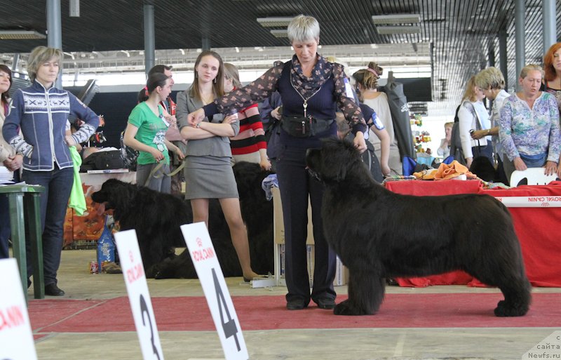 Фото: ньюфаундленд С'Нежная Вьюга Амороне Сартори (S'Nezhnaya Vjuga Amorone Sartori)