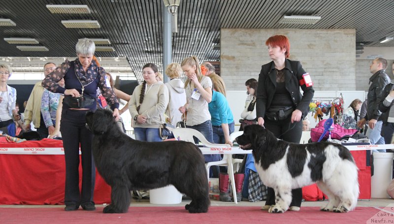 Фото: ньюфаундленд С'Нежная Вьюга Амороне Сартори (S'Nezhnaya Vjuga Amorone Sartori)