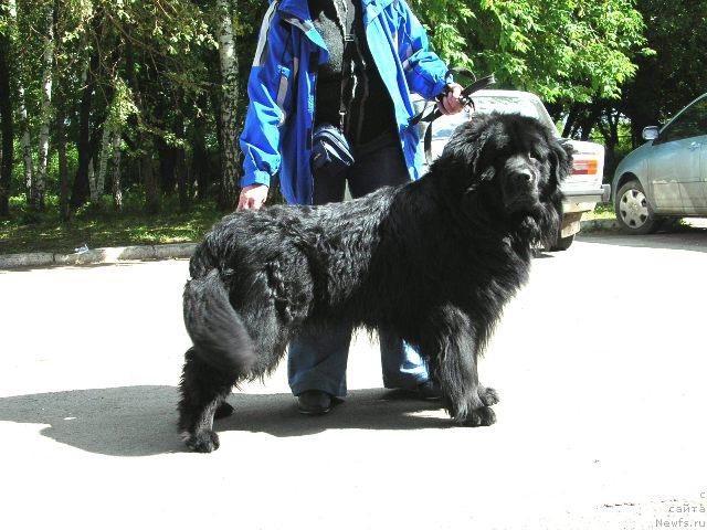 Фото: ньюфаундленд Данила Мастер из Тихого Омута