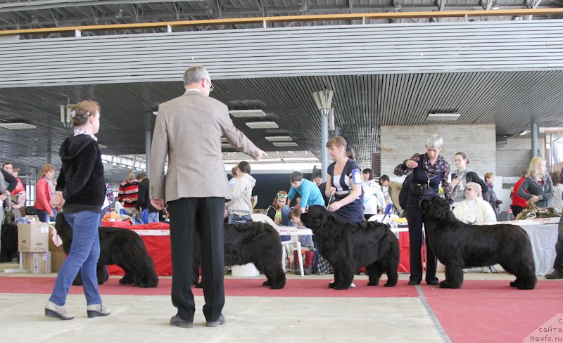 Фото: ньюфаундленд С'Нежная Вьюга Амороне Сартори (S'Nezhnaya Vjuga Amorone Sartori)