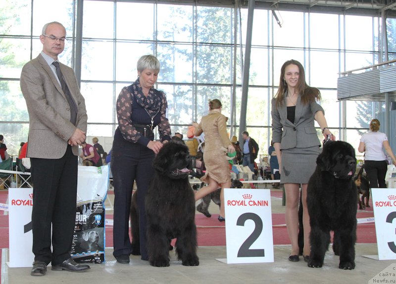 Фото: ньюфаундленд С'Нежная Вьюга Амороне Сартори (S'Nezhnaya Vjuga Amorone Sartori)
