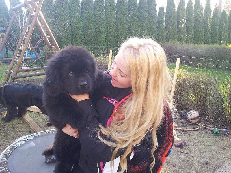 Фото: ньюфаундленд Дар Свезы Юнесса Корона Аустралис (Dar Svezy Unessa Korona Australis), ньюфаундленд Дар Свезы Дукунт Волентем Фата (Dar Svezy Ducunt Volentem Fata), & Laura Lind