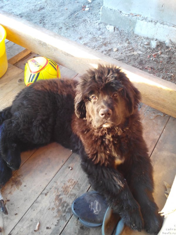 Фото: ньюфаундленд Айоланта от Сибирского Медведя