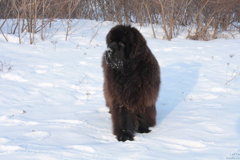 Фото: ньюфаундленд King of Helluland You Shock Me