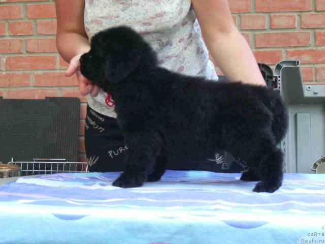 Фото: ньюфаундленд Супер Премиум Голд Кисс (Super Premium Gold Kis)