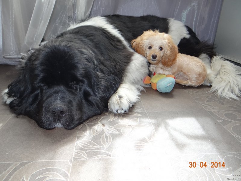 Фото: ньюфаундленд Фиаметтахауз Претти Дрим