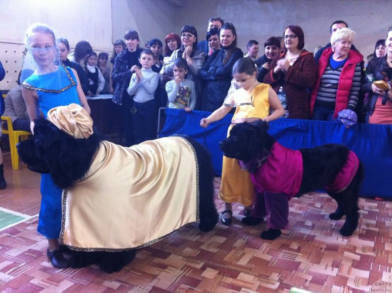 Фото: ньюфаундленд Симбад Покоритель Морей