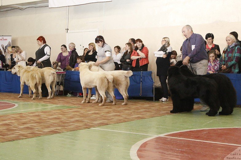 Фото: ньюфаундленд Симбад Покоритель Морей, ньюфаундленд Скарлет О'Хара