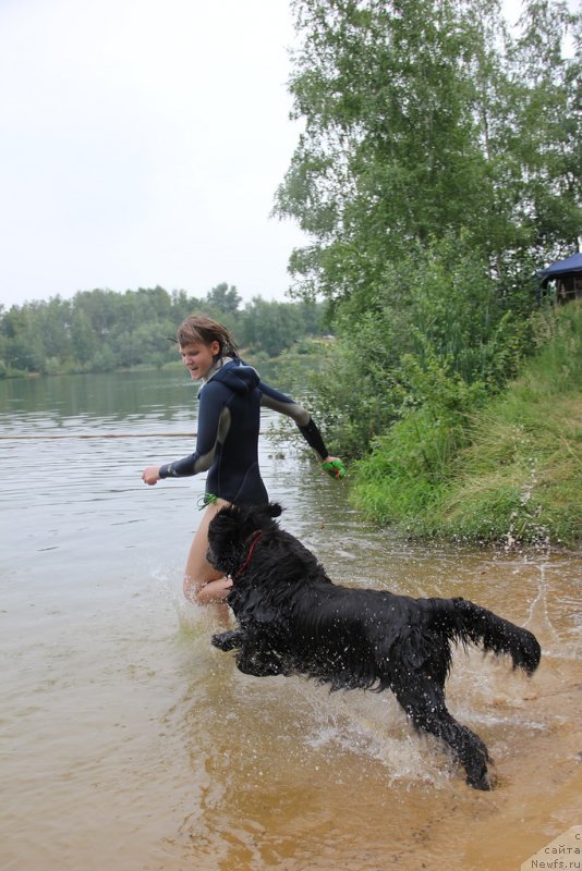 Фото: Анастасия Киреева, ньюфаундленд Мелти Вейв Марин Тифея (Melty Wave Marine Tifeya)