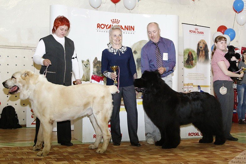 Фото: ньюфаундленд Симбад Покоритель Морей