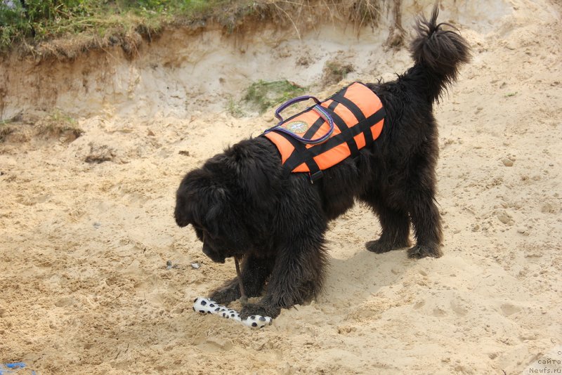Фото: ньюфаундленд Дюрбахлер Клаб Альфаретта Виньетта