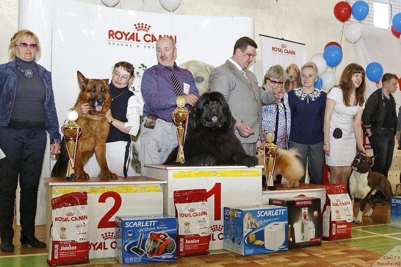 Фото: ньюфаундленд Симбад Покоритель Морей