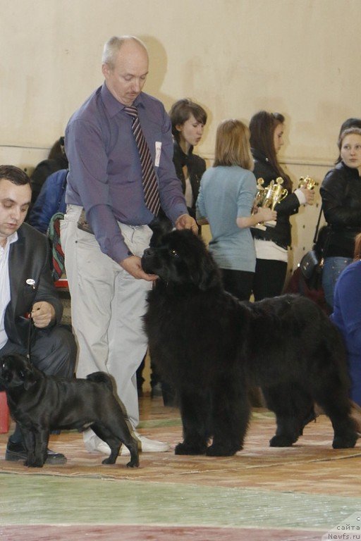 Фото: ньюфаундленд Акватория Келвин Шарлиз (Aquatoriya Kelvin Sharliz), Алексей Вотчал