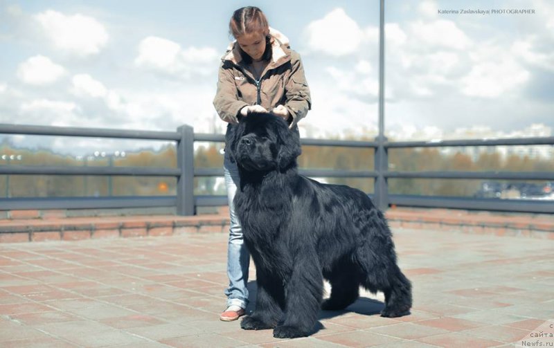 Фото: ньюфаундленд Питерньюф Монт Бланк (Piternyuf Mont Blanc)