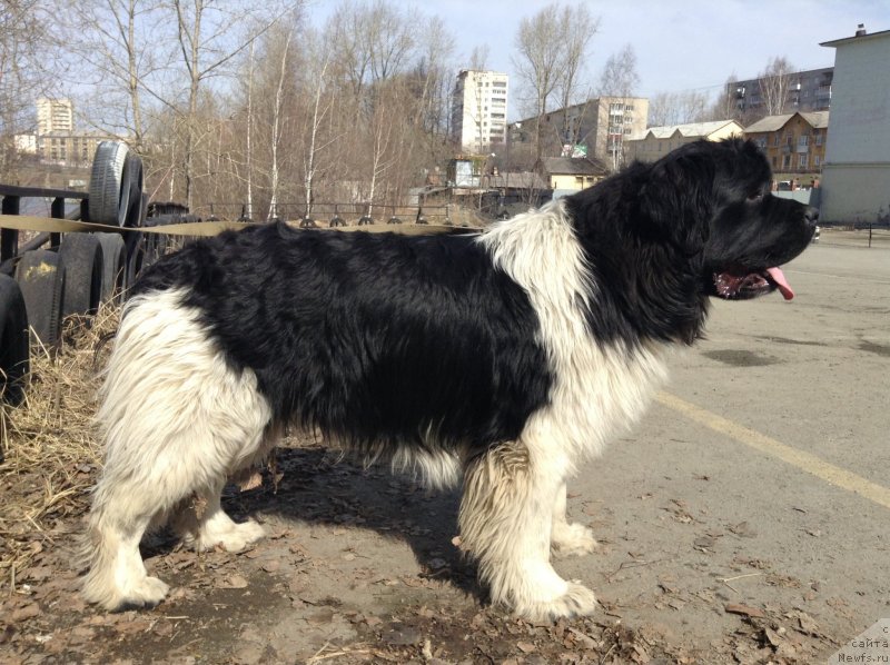 Фото: ньюфаундленд Аквиан Сонг Кроун Роял