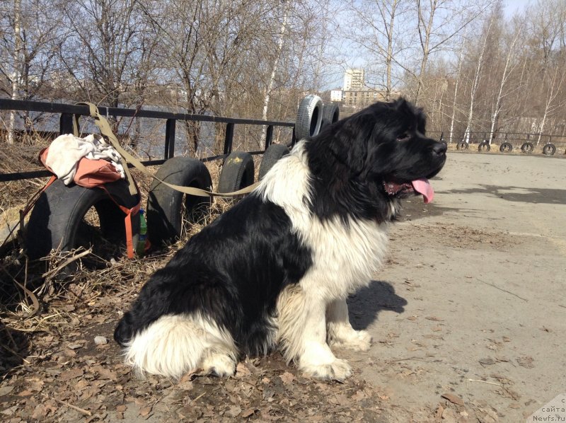 Фото: ньюфаундленд Аквиан Сонг Кроун Роял