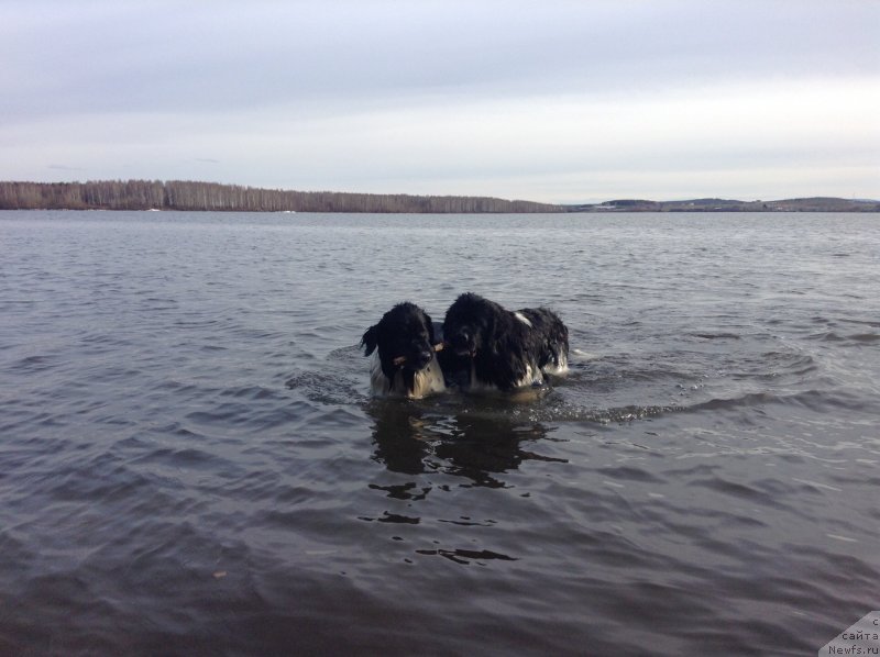 Фото: ньюфаундленд Аквиан Сонг Кроун Роял