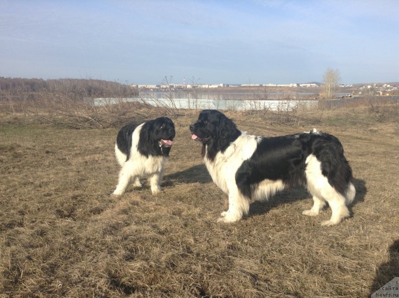 Фото: ньюфаундленд Аквиан Сонг Кроун Роял